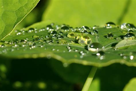 Gotas de lluvia. Imagen & Foto | naturaleza diversa ...