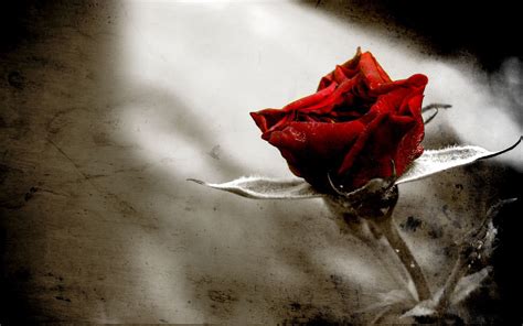Gothic Rose Wallpaper | Free Wallpapers