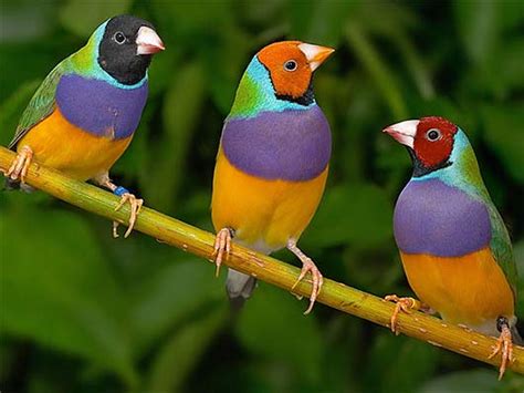 Gouldian Finch   Colorful Bird of Australian Grassy ...