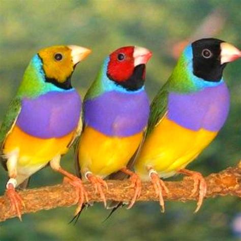 Gouldian Finches | BIRDS EVERY WHERE | Pinterest