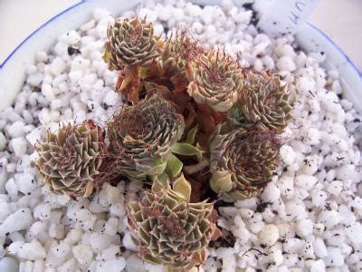 Graptopetalum filiferum?