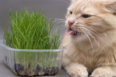 Grass Box For Cats images