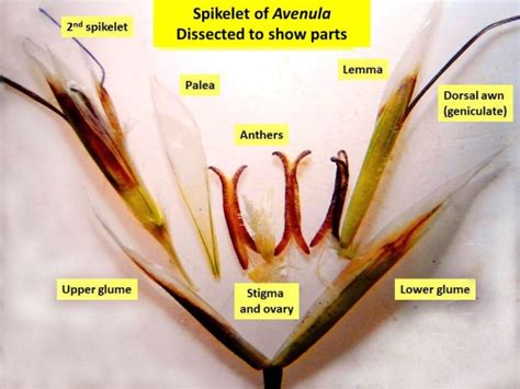 Grass Identification: The Tribes of Grasses 2 – Aveneae ...