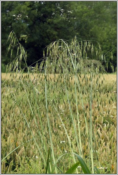 Grassland Wild Oats Grass | www.imgarcade.com   Online ...
