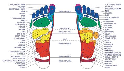 Gratis Download 5 Best Foot Reflexology Chart!  Updated: 2018