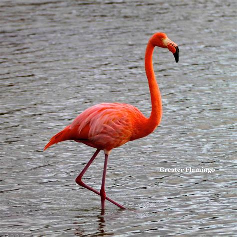 Greater Flamingo | Greater flamingo, Flamingo and Bird