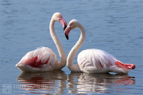 Greater Flamingo Pair | Phoenicopterus roseus | Tony Wu ...