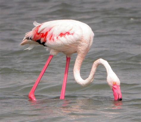 Greater flamingo  Phoenicopterus roseus  complete detail