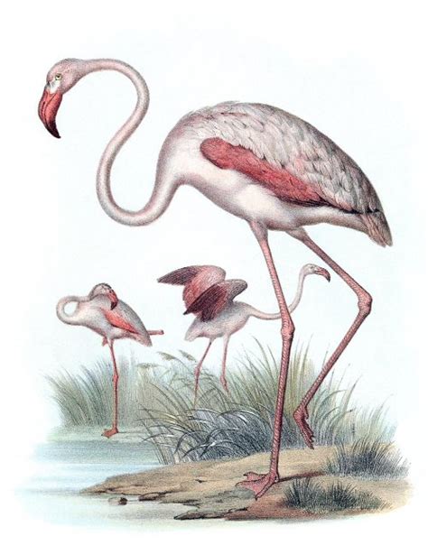 Greater Flamingo  Phoenicopterus roseus  From...