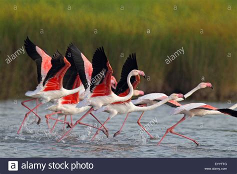 greater flamingo  Phoenicopterus roseus, Phoenicopterus ...