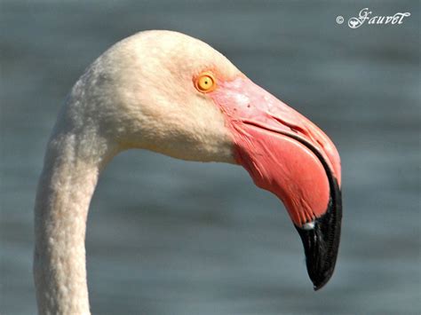 Greater Flamingo   Phoenicopterus roseus   ref:gefa54460