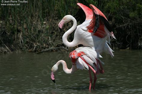 Greater Flamingo   Phoenicopterus roseus   ref:jptr46127