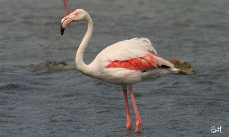 Greater Flamingo   Phoenicopterus roseus   ref:pama94815