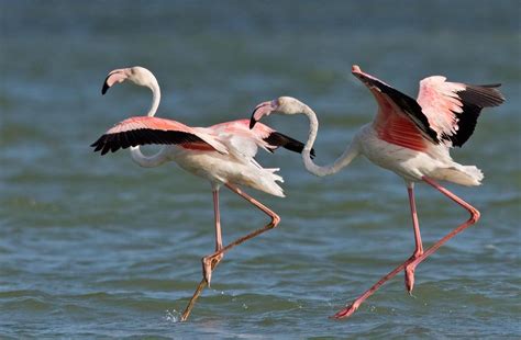 Greater Flamingo  Phoenicopterus roseus  videos, photos ...