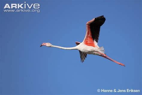 Greater flamingo photo   Phoenicopterus roseus   G82716 ...