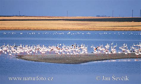 Greater Flamingo Pictures, Greater Flamingo Images ...