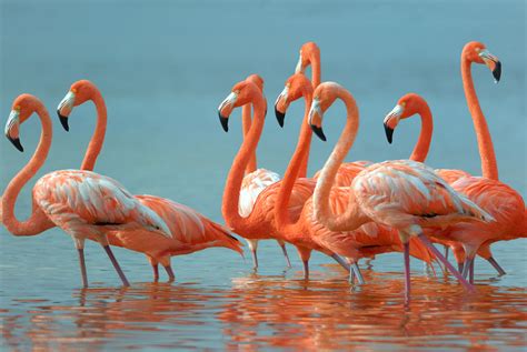 Greater Flamingos – Just Lawn Ornaments in the US ...