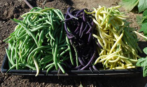 Green Bean Varieties, Types of Green Beans