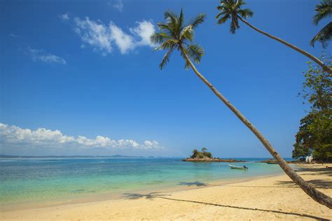 Green Coconut Palm Beside Seashore Under Blue Calm Sky ...