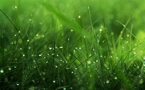 Green Nature Wallpapers HD Pictures | One HD Wallpaper ...