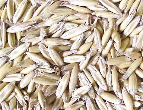 Green Oat Seed and Straw  Avena sativa