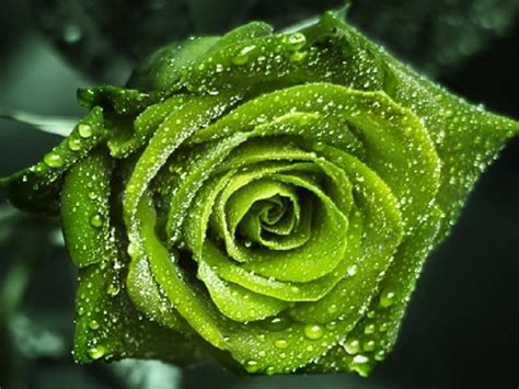 Green Rose Wallpapers HD Pictures – One HD Wallpaper ...