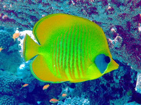 Green Tang Fish