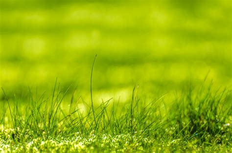 Green,growth,concept,plant,effect   free photo from ...