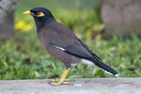 Greenham Birding: Urban Birds of Maui