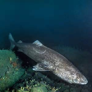 Greenland shark is oldest vertebrate with lifespan of up ...