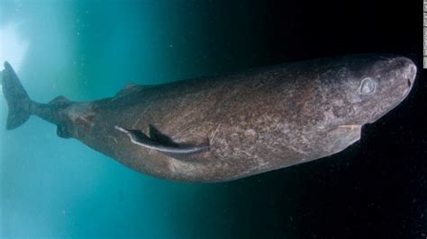 Greenland shark named longest living vertebrate   CNN.com
