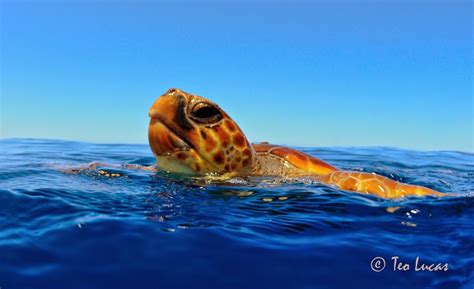 Greenwichdiving: Tortugas en el Mediterráneo