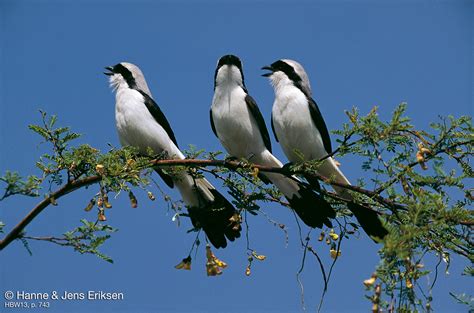 Grey Backed Fiscal Photo Three Birds Singing Together On A ...