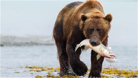 Grizzly Bear   Interesting Facts, Pictures, Behavior, Diet ...
