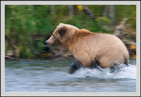 Grizzly Bear Running Full Speed | www.pixshark.com ...