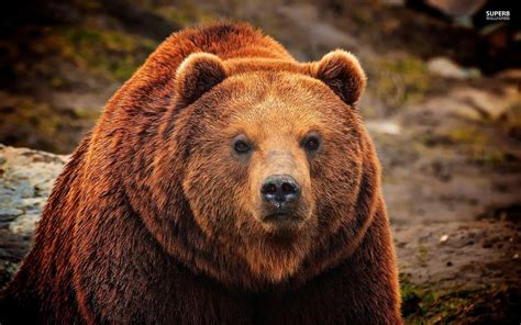 grizzly bears | the late bloomer hiker