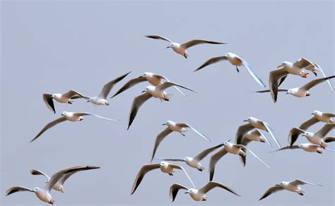 Group Of Birds Flying Together