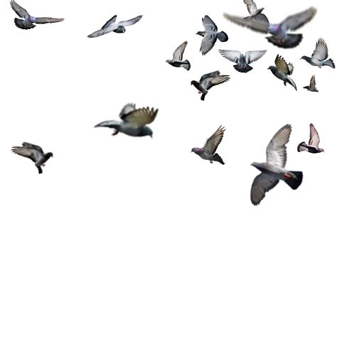 Group Of Birds Png