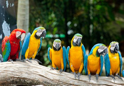Group Of Colorful Birds