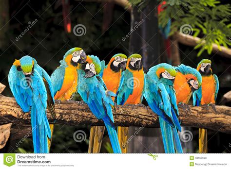 Group Of Colourful Birds