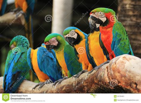 Group Of Macaw Birds Stock Image   Image: 25725451