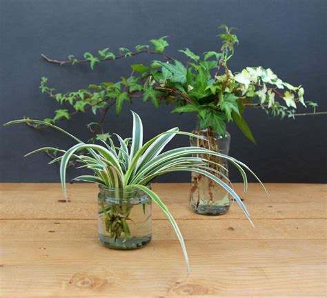 Grow Beautiful Indoor Plants In Glass Bottles | Glass ...