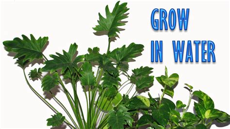 Grow Indoor Plants in Water for Years   YouTube