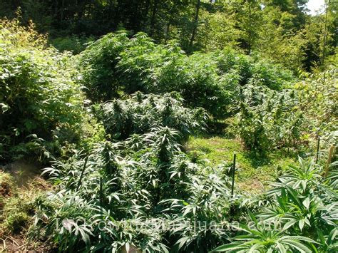 Grow Outdoor Marijuana Get Thriving Plants