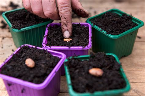 Grow runner beans  in pictures  | gardenersworld.com