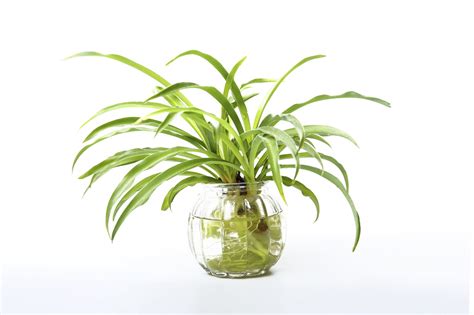 Growing A Spider Plant In Water – Leaving Rooted Spider ...
