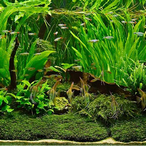 Growing Live Aquarium Plants. A Number Of Considerations ...
