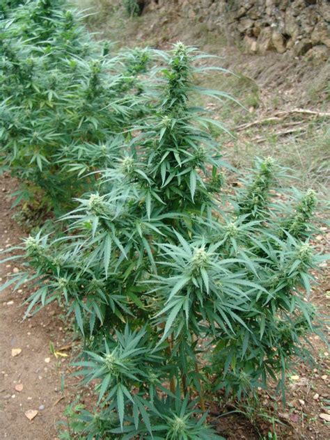 Growing marijuana in the ground   Alchimia blog