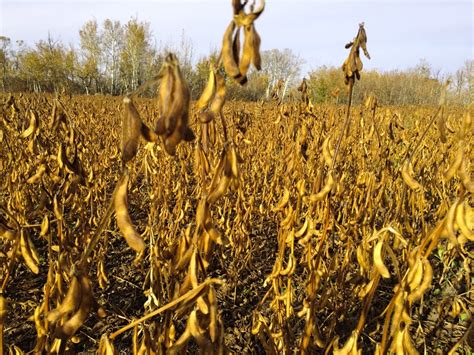 Growing soybeans in southern Alberta   Country Guide