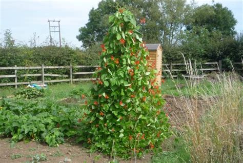 Growing tasty Runner Beans in the UK   GardenFocused.co.uk